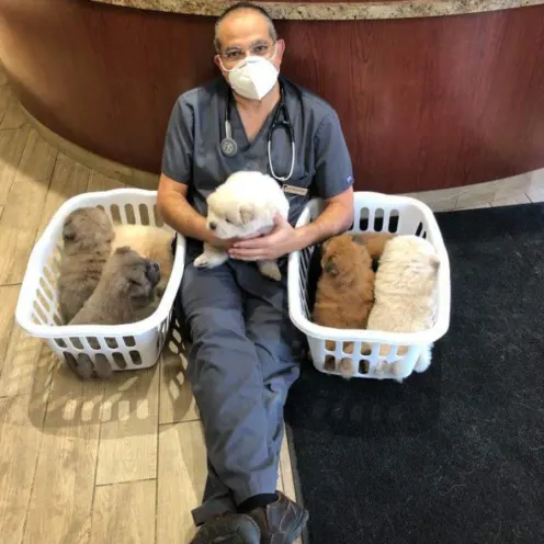 Dr. Boctor with baskets of puppies